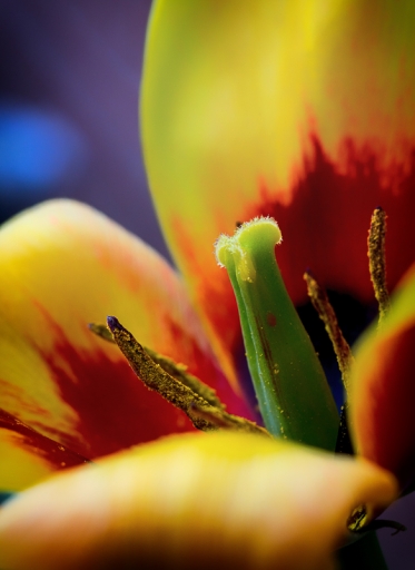 2017-04-03 / TOFTOF
TOFTOF [Flore et Botanique]
