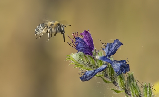 2017-07-15 / dedales
dedales [Macro et proxiphotographie nature]
