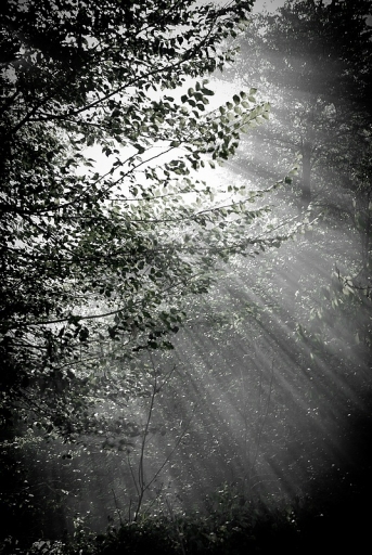 2011-10-26 / sorcier
Par: sorcier - [ Noir et Blanc, Sepia et desaturation partielle ]
