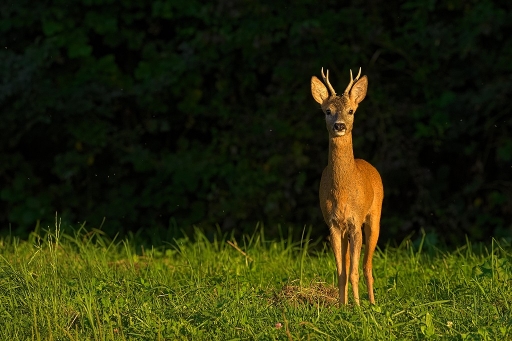 2017-07-31 / Kadix Le Gaulois
Kadix Le Gaulois [Faune sauvage]
