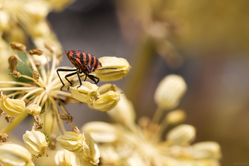 2018-09-17 Berzip
Berzip [Macro et proxiphotographie nature]
