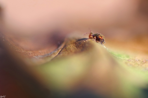 2019-04-01 CarpoDingo
CarpoDingo [Macro et proxiphotographie nature]
