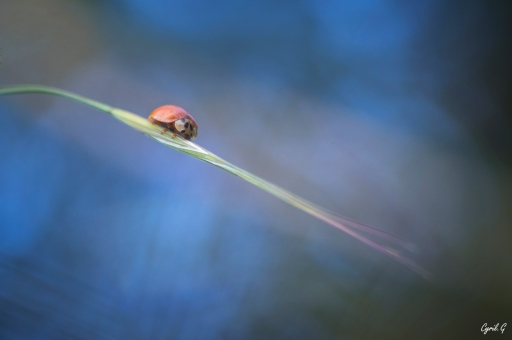 2020-05-04 CarpoDingo
CarpoDingo [Macro et proxiphotographie nature]
