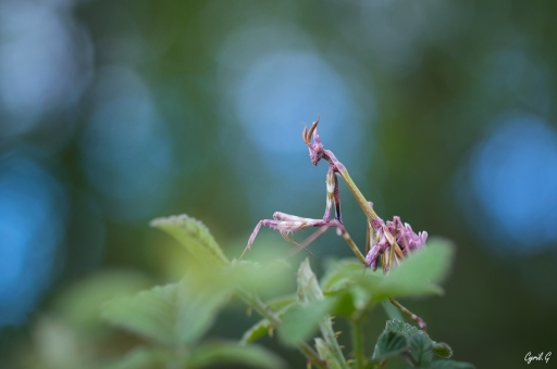 2020-07-13 CarpoDingo
CarpoDingo [Macro et proxiphotographie]
