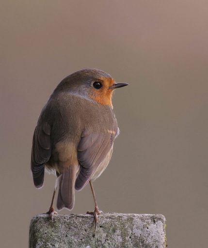 2022-04-11 totoro24
totoro24 [Faune sauvage]

