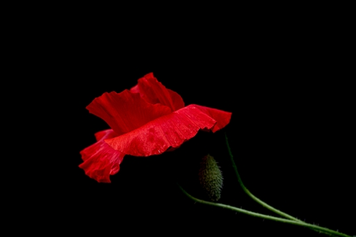 2021-06-28 TOFTOF
TOFTOF [Flore et Botanique]
