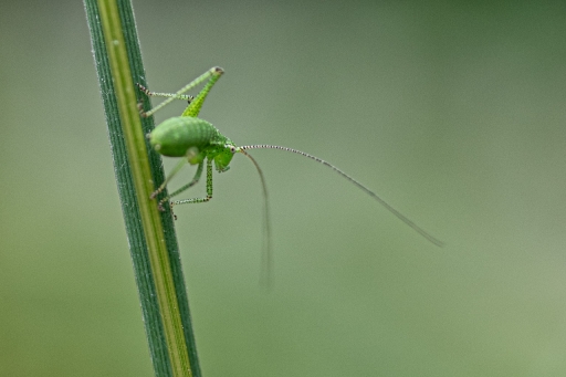 2021-07-20 TOFTOF
TOFTOF [Macro et proxiphotographie nature] 

