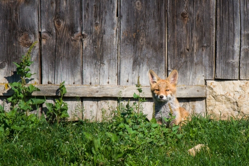 2021-08-02 ASM
ASM [Faune sauvage]
