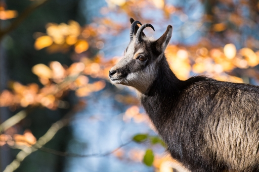 2021-12-14 ASM
ASM [Faune sauvage] 
