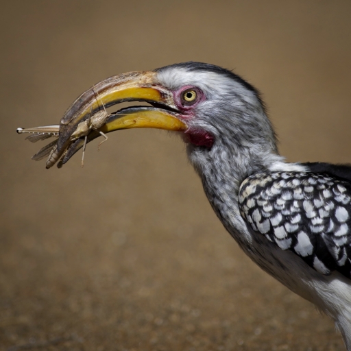 2017-08-28 / FreD69
FreD69 [ Faune sauvage ]
