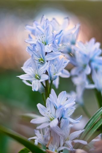 2022-03-15 Electro35
Electro35 [Macro et proxiphotographie nature] 
