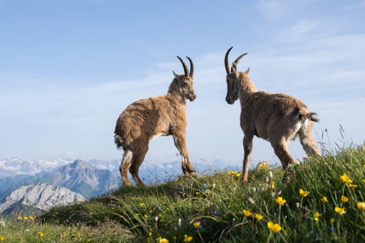 2022-08-22 ASM
ASM [Faune sauvage]
