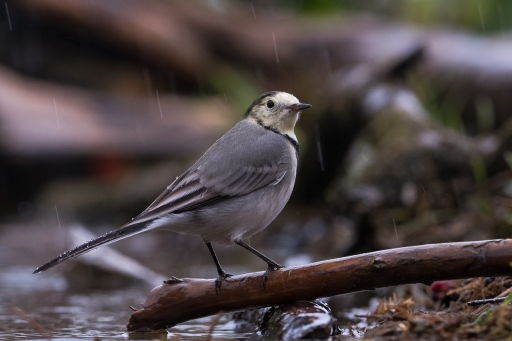 2022-09-19 Electro35
Electro35 [Faune sauvage]
