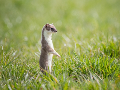 2023-03-28 ASM
ASM [Faune sauvage]
