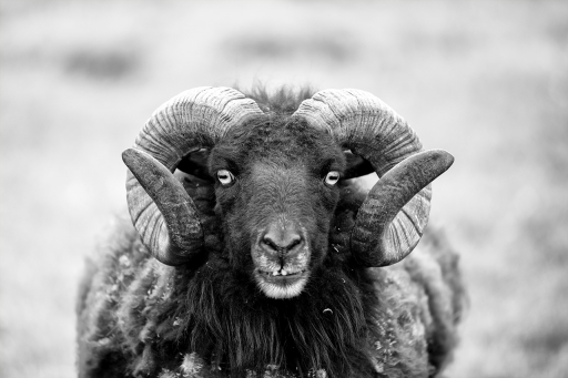 2023-04-09 berzip 
berzip [Animaux domestiques ou captifs] 
