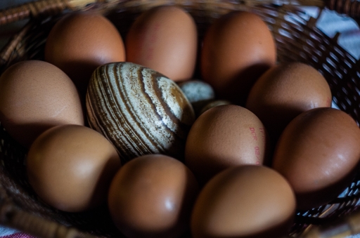 [Mars 2023] Oeuf(s)
Pech_les oies "Cherchez l'intrus"
