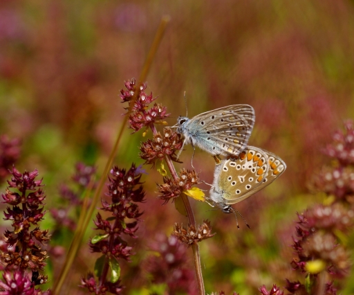 2021-08-16 papy57
papy57 [Macro et proxiphotographie nature] 

