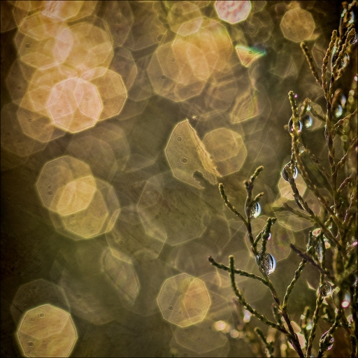 2014-10-30 / Kobaia
Kobaia - [ Gouttes ]
