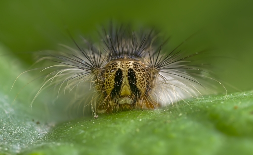 2017-07-02 / dedales
dedales [Macro et proxiphotographie nature]
