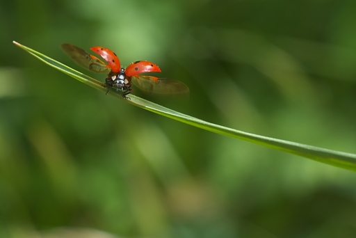 [ Avril 2012 ] Thème : A pleine ouverture
"Pleine ouverture de la carlingue, ailes deployees pret au decolage" par lune15
