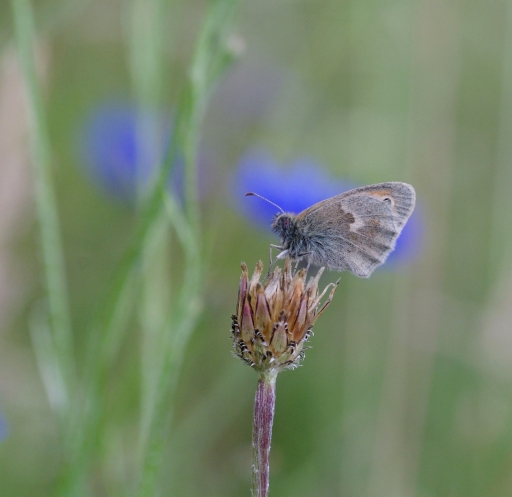2020-06-08 papy57
papy57 [Macro et proxiphotographie nature]
