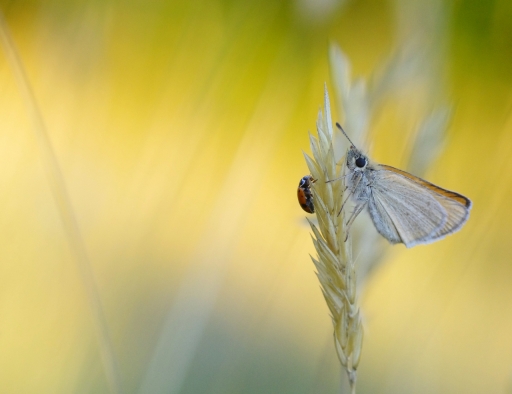 2022-07-04 papy57
papy57 [Macro et proxiphotographie nature] 
