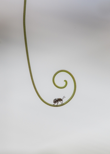 [ Mai 2017 ] Au moins 5 pattes
SPentaxQR "Au bout du chemin ..."
