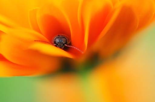 [ Janvier-Février 2018 ] Orange
Marceline "Ou est Charlie ?"
