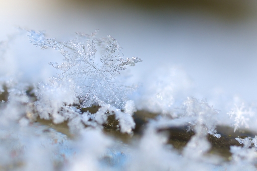 [Janvier 2021] Frimas
Marceline "à‰phémère"
