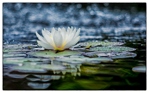 [ Juin 2017 ] Au bord de l'eau
TOFTOF "Au bord de l'eau, un nenuphar dans le bassin"
