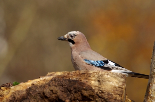 2022-12-27 papy57
papy57 [Faune sauvage]
