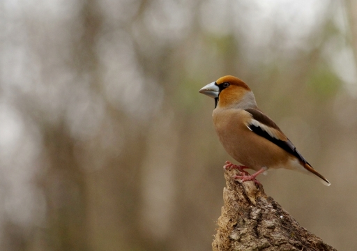 2023-02-27 papy57
papy57 [Faune sauvage]
