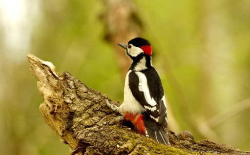 2023-04-24 papy57
papy57 [Faune sauvage]
