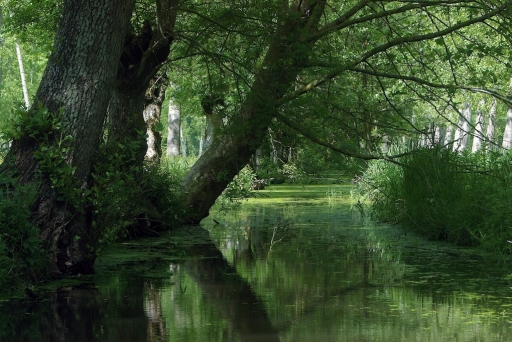 [ Mai 2013 ] Thème : Ver & Homophones
nerone "Marais vert"
