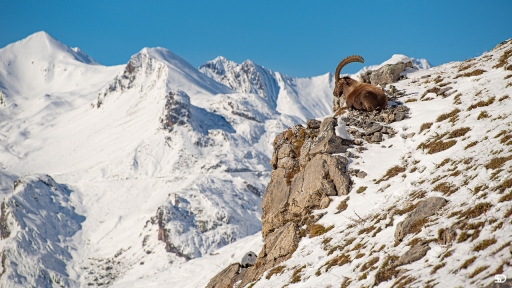 2020-11-01 SerDeber
SerDeber [Faune sauvage]
