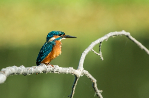 2019-07-05 degun13113
degun13113 [Faune sauvage]
