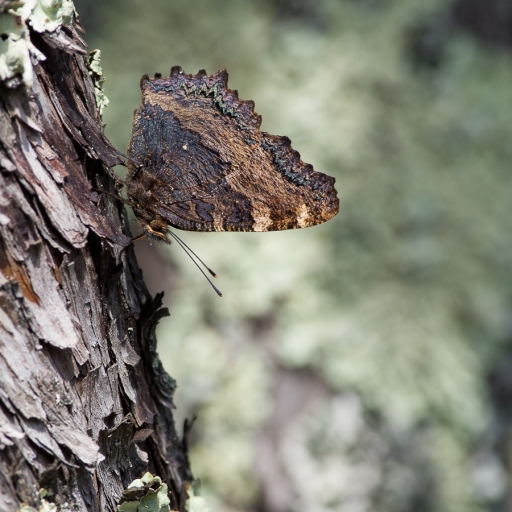 2019-07-21 olilignan
olilignan [Macro et proxiphotographie nature]
