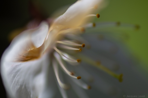 2023-04-11 Pech_les oies
Pech_les oies [Flore et Botanique]
