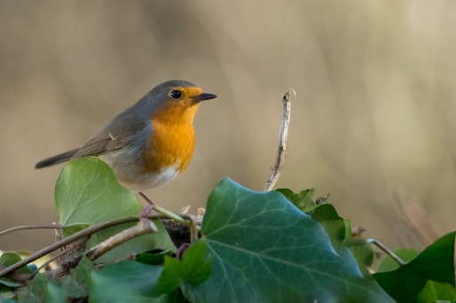 2023-02-06 Mickmac
Mickmac [Faune sauvage]
