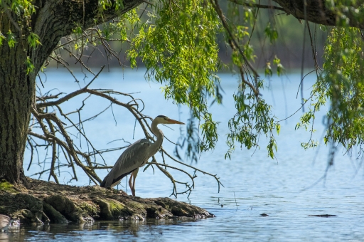 2022-04-19 Mickmac
Mickmac [Faune sauvage]
