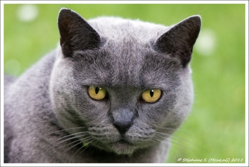 Octobre 2011 - MoulaG Ã”fr
Octobre 2011 - MoulaG Ofr
