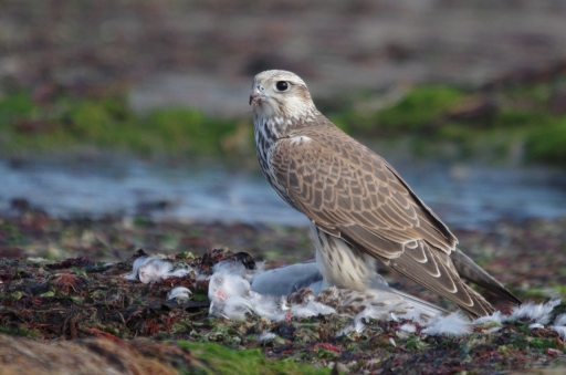 2021-12-21 papa
papa [Faune sauvage]
