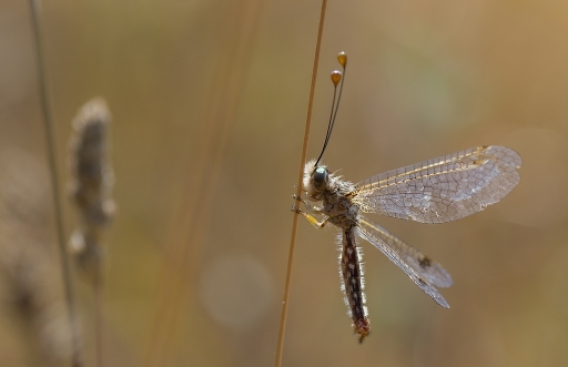 2013-07-29 / neosilencers
neosilencers [ Macro et proxi-photo ]
