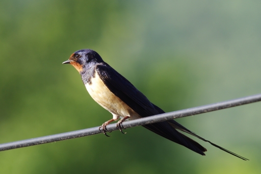 2022-07-25 David81
David81 [Faune sauvage]
