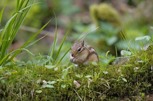 2024-05-07 Hermès
Hermès [Faune sauvage ]
