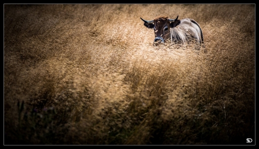 2020-10-05 SerDeber
SerDeber "Terres d'Aubrac"
