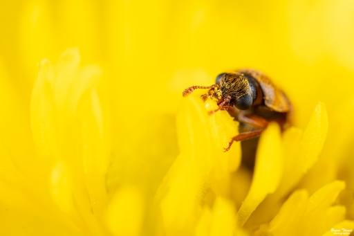 2020-04-20 Daenelyn
Daenelyn [Macro et proxiphotographie nature]
