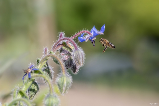 2020-05-25 Daenelyn
Daenelyn [Macro et proxiphotographie nature] 
