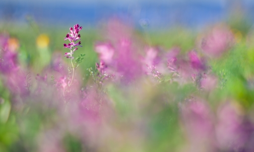 2020-03-09 olilignan
olilignan [Flore et Botanique]
