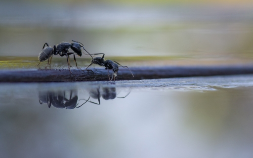 2020-12-28 Mickmac
Mickmac [Macro et proxiphotographie nature] 
